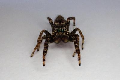 <i>Marpissa muscosa</i>