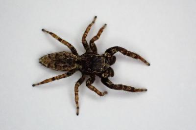 <i>Marpissa muscosa</i>