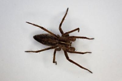 <i>Pisaura mirabilis</i>