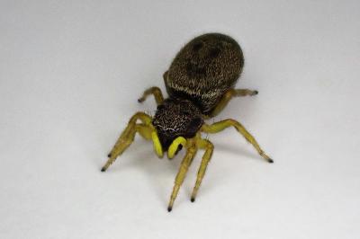 <i>Heliophanus</i>