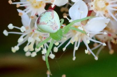 <i>Ebrechtella tricuspidata</i>