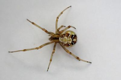 <i>Phylloneta</i>