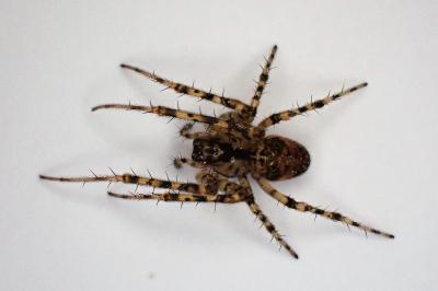 <i>Metellina merianae</i>