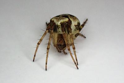 <i>Zilla diodia</i>