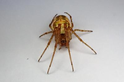 <i>Metellina</i>