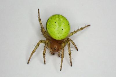 <i>Araniella</i>