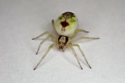 <i>Nigma puella</i>