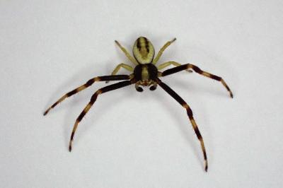 <i>Misumena vatia</i>