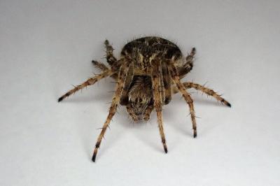 <i>Agalenatea redii</i>