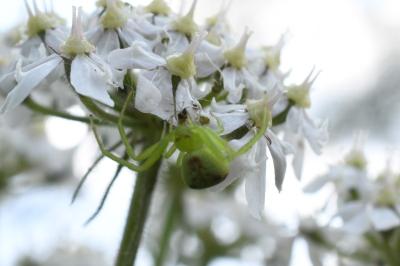 <i>Ebrechtella tricuspidata</i>