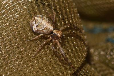 <i>Tmarus</i>