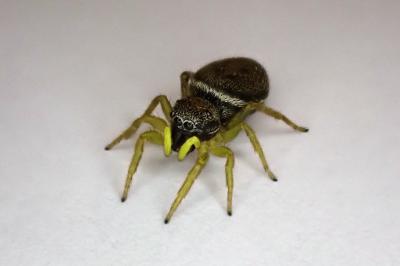 <i>Heliophanus</i>