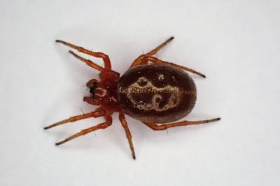 <i>Hypsosinga</i>