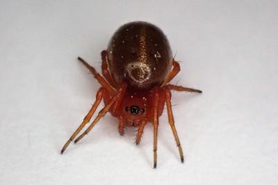 <i>Hypsosinga</i>