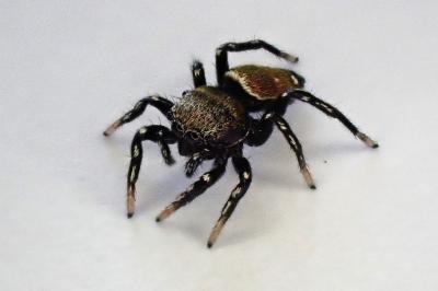 <i>Heliophanus tribulosus</i>