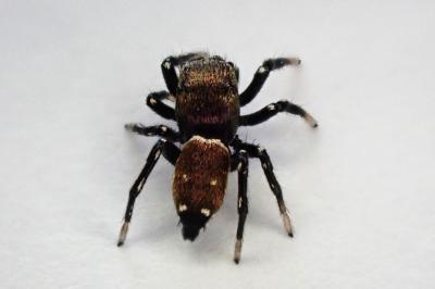 <i>Heliophanus tribulosus</i>