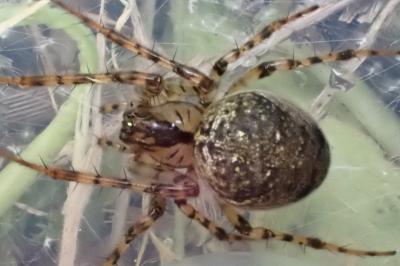 <i>Metellina merianae</i>