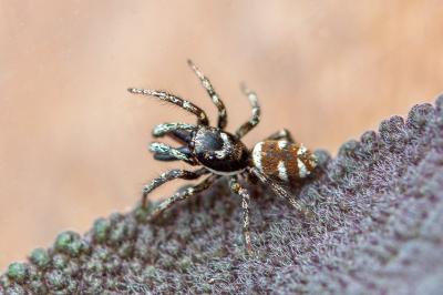 <i>Salticus scenicus</i>