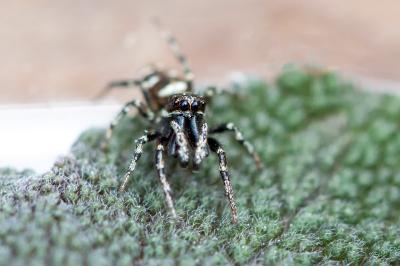 <i>Salticus scenicus</i>