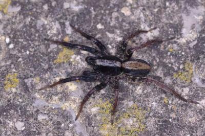<i>Pardosa</i>