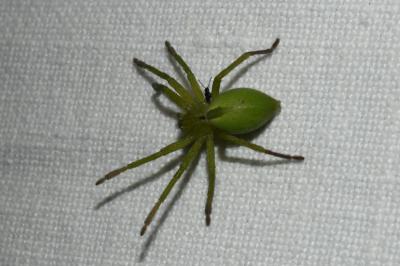 <i>Micrommata ligurina</i>