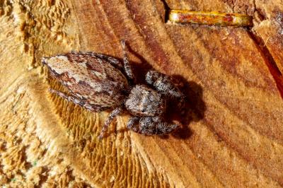 <i>Marpissa muscosa</i>