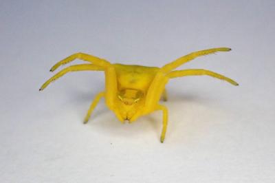 <i>Thomisus onustus</i>