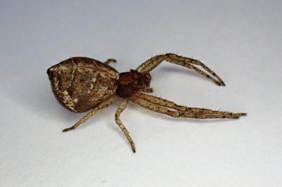 <i>Tmarus</i>