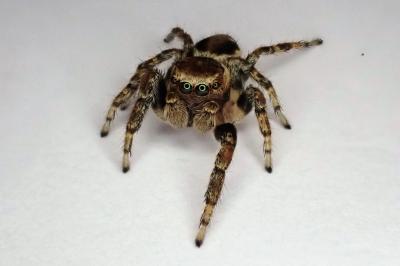 <i>Evarcha falcata</i>