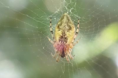 <i>Cyclosa conica</i>
