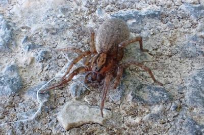 <i>Trochosa</i>