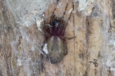<i>Amaurobius</i>