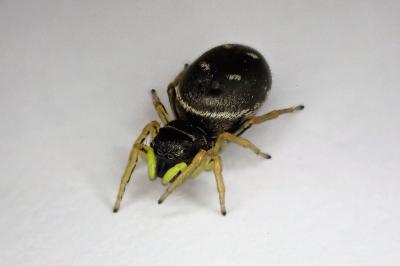<i>Heliophanus</i>