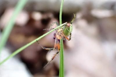 <i>Araniella</i>