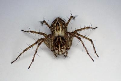 <i>Oxyopes</i>