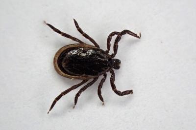 <i>Ixodes ricinus</i>