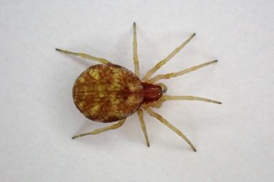 <i>Nigma flavescens</i>