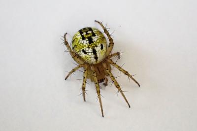 <i>Mangora acalypha</i>