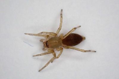 <i>Clubiona</i>