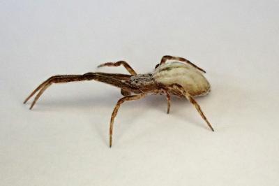 <i>Uloborus walckenaerius</i>