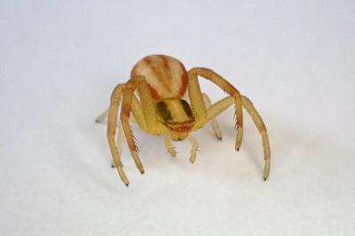 <i>Runcinia grammica</i>