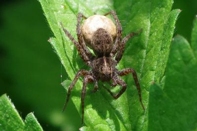 <i>Pardosa</i>