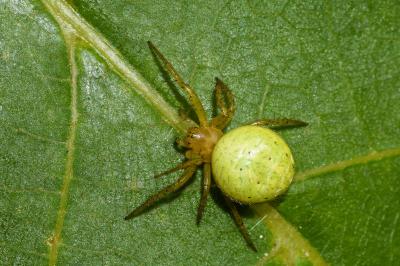 <i>Araniella opisthographa</i>