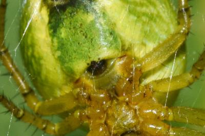 <i>Araniella opisthographa</i>