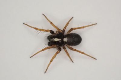 <i>Hypsosinga albovittata</i>