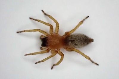 <i>Clubiona</i>