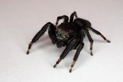 <i>Evarcha arcuata</i>