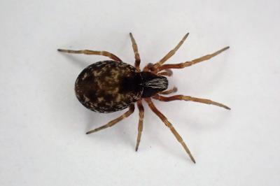 <i>Dictyna</i>