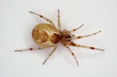 <i>Anelosimus</i>