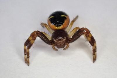 <i>Synema globosum</i>